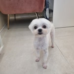 하이몽애견미용실