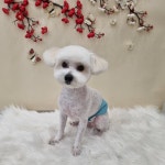 하이몽애견미용실