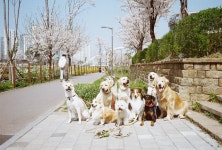 베버리독스 애견호텔유치원