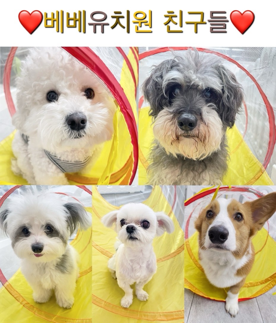 베베호텔 유치원&애견스파
