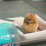 더이쁘개 애견미용