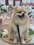 24시 딜라이트 동물의료센터