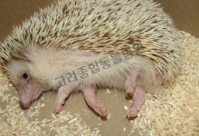 고려종합동물병원