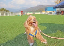 멍스빌리지풀빌라