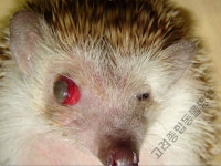 고려종합동물병원