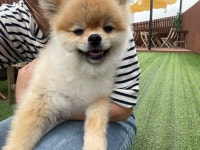 사담
