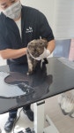 야옹이 GROOMING