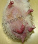 고려종합동물병원