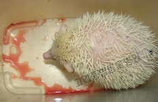 고려종합동물병원