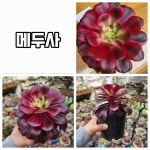 엉터리다육맘농원