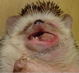 고려종합동물병원