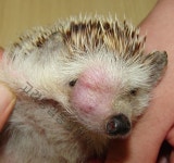 고려종합동물병원