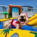 앙쥬레브 애견호텔&애견유치원 송도점