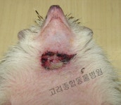 고려종합동물병원