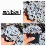 엉터리다육맘농원