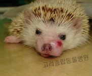 고려종합동물병원