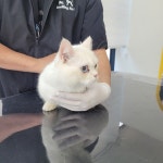 야옹이 GROOMING
