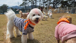 소소하개 애견유치원 애견호텔