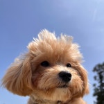 호야별 애견유치원