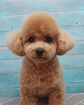 그루밍루니