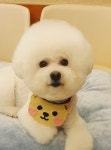 그루밍루니