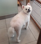 그루밍루니