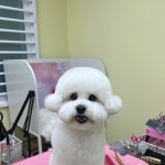 오아즈 애견미용 호텔 유치원