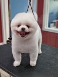 꼬리치랑개
