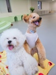 차차네유치원