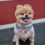 꼬리치랑개