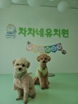 차차네유치원