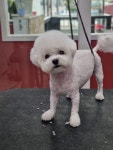 꼬리치랑개