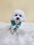 체리콕콕 애견미용실