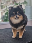 꼬리치랑개