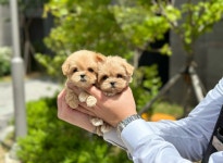 강아지분양 애견입양 아이러브독 대구점