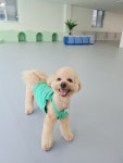 차차네유치원