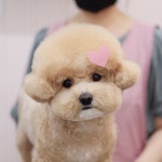 그루밍베베 애견미용