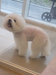 한남메이펫