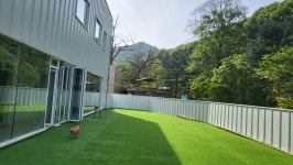 댕스케어 애견유치원/애견호텔/데이케어/애견훈련