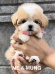 미앤멍 강아지분양 제주점
