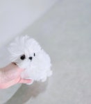 쉬크독