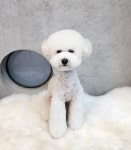 쇼룸 펫뷰티샵