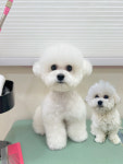 퓨어DOG