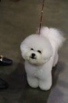 쇼룸 펫뷰티샵