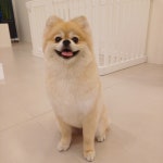 댕댕이모