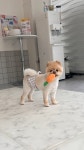 엔조이어블