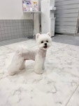 엔조이어블