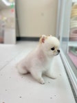 퓨어DOG