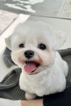 엔조이어블