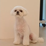 댕댕이모